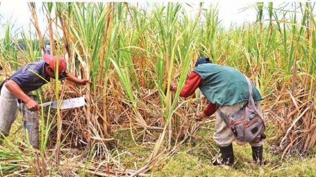 Zafra: Iabsa prevé moler  350.000 toneladas de caña 