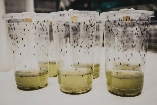 Wolbachia, la bacteria que podría frenar al dengue