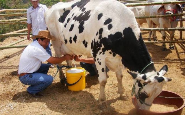 Lecheros de Tarija buscan industrializar para aprovechar su producción