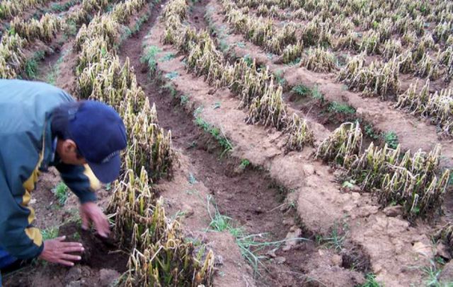 Campesinos preocupados por las heladas, temen perder cultivos