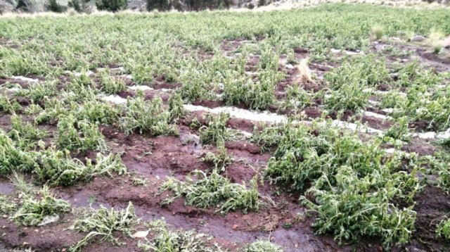 Heladas dañan 167 ha de cultivos en Cochabamba