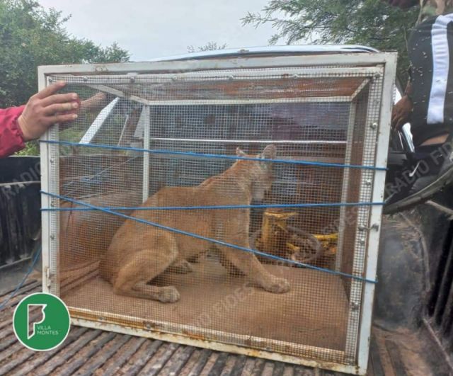 Villa Montes: Capturan a un puma que rondaba en un barrio