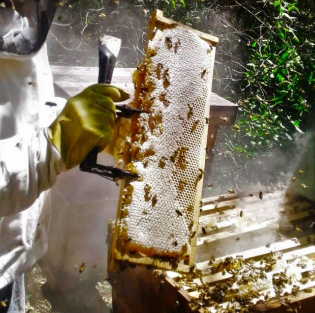 Miel, cítricos y maní, lo que el Chaco quiere llevar a Paraguay