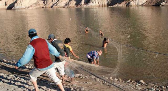 Controlan peso y tamaño de los sábalos que sacan del Pilcomayo