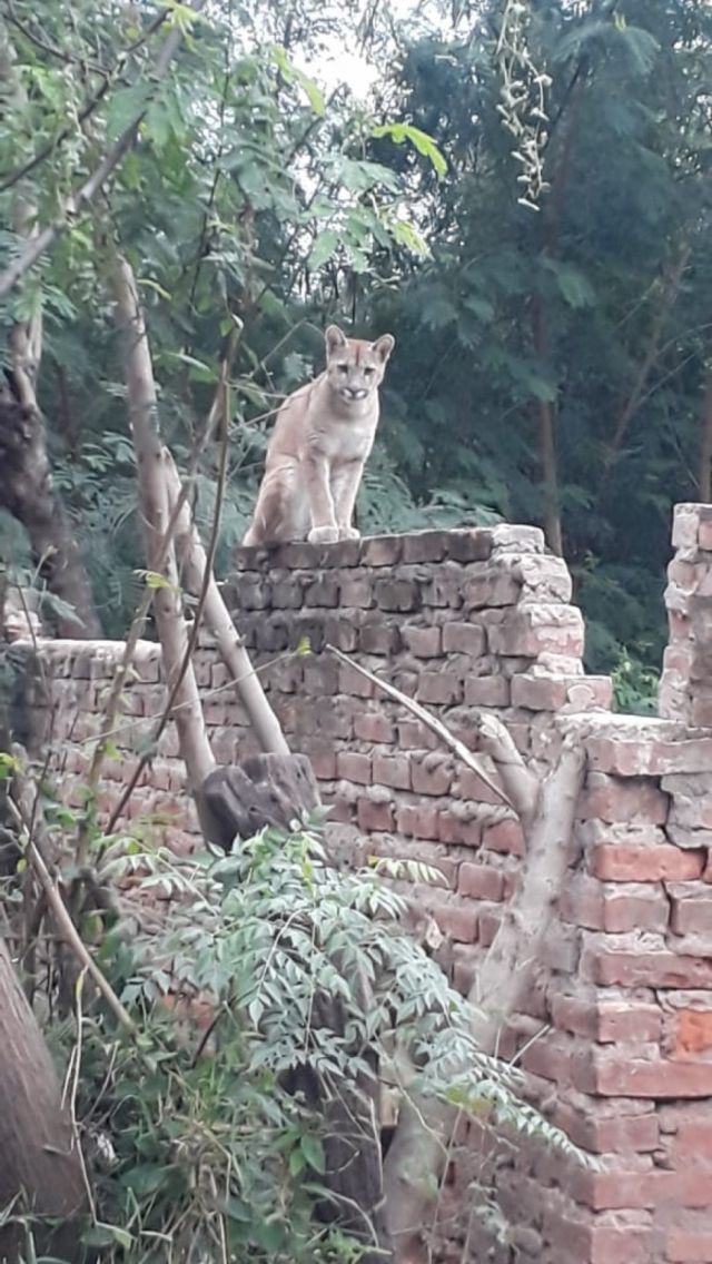 Puma rescatado en Villa Montes será trasladado al Bioparque de Tarija para su rehabilitación