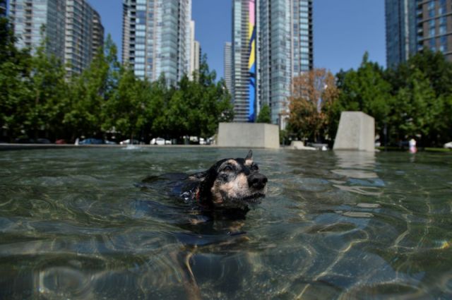 Ola de calor en Canadá: Más de 100 personas fallecidas en medio de temperaturas récord