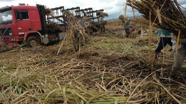 Inicia la molienda, IABSA estima sacar 600 mil quintales de azúcar