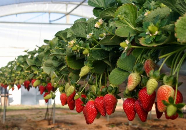 Empresarios de Tarija se capacitarán con miras de exportar a Paraguay