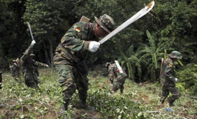 Bolivia erradicó 2.935 hectáreas de coca
