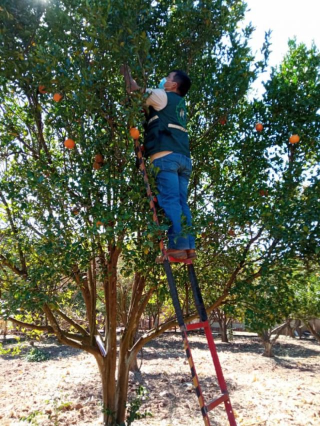 Tarija: Senasag monitorea zonas de cultivos de cítricos para prevenir el ingreso de la enfermedad HLB