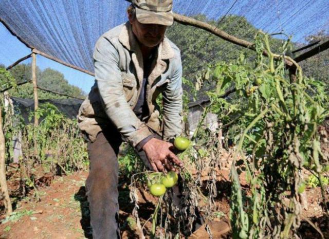 Alcaldías de Tarija demoran informes sobre heladas para declarar emergencia