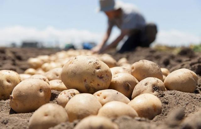 Campesinos prevén usar el Prosol para mejorar cultivos tradicionales en Tarija