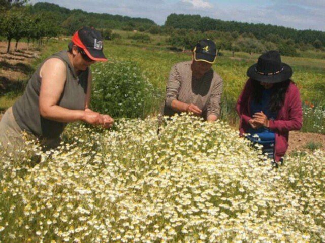 Productores coordinan acciones para exportar manzanilla a Paraguay