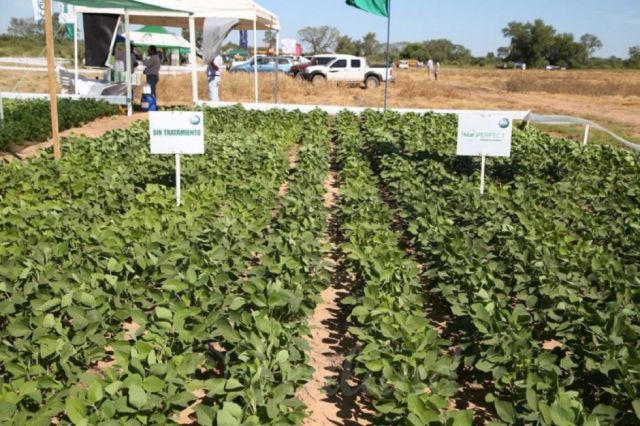 Ganadería y granos, producción a fortalecer en la región del Chaco tarijeño
