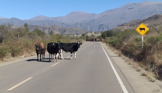 Transporte Tarija exige aprobar ley que prohíbe semovientes en las vías