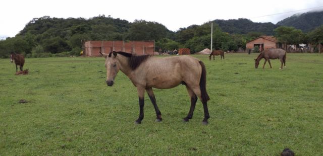 YPFB libera Tariquía y borra San Telmo del plan exploratorio