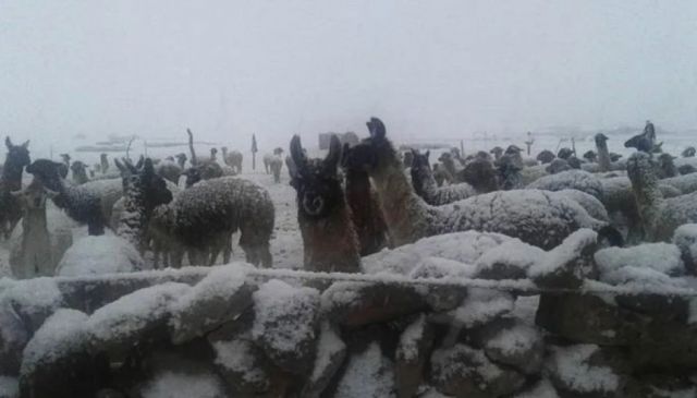 Tarija entre las siete regiones del país afectadas por heladas