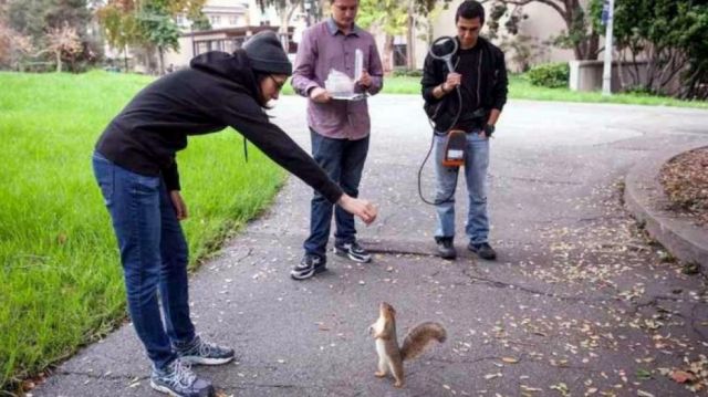 Advierten del riesgo de peste en California tras encontrar el patógeno en ardillas infectadas