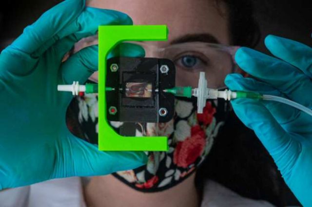Hacia un implante para producir insulina en pacientes de diabetes tipo 1