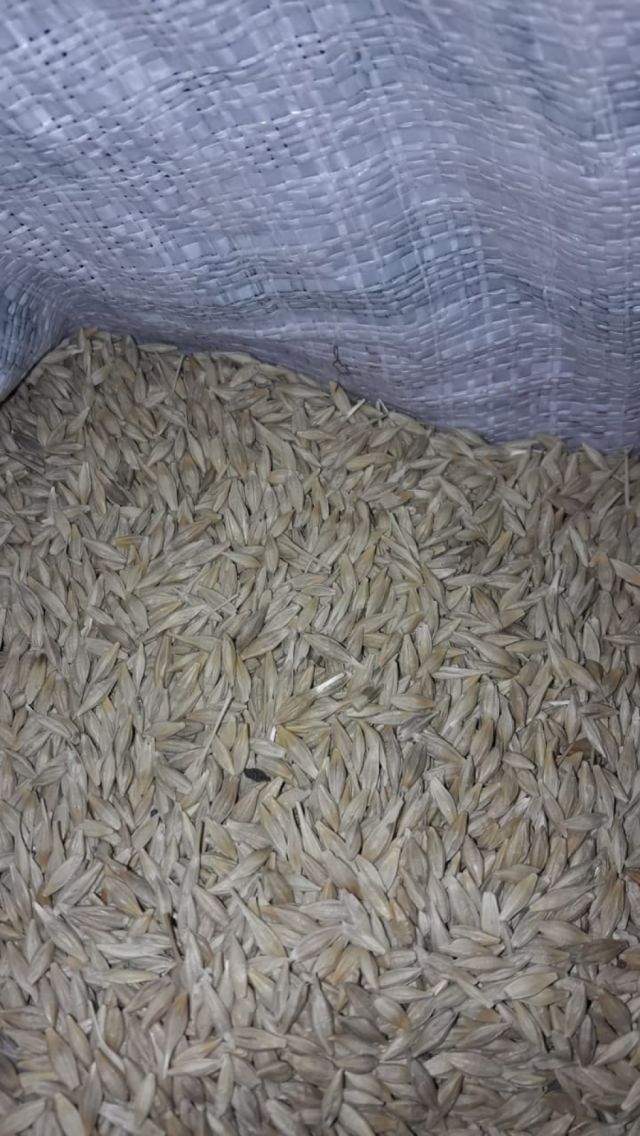 Decomisan cebada con heces de ratón en el Campesino de Tarija 