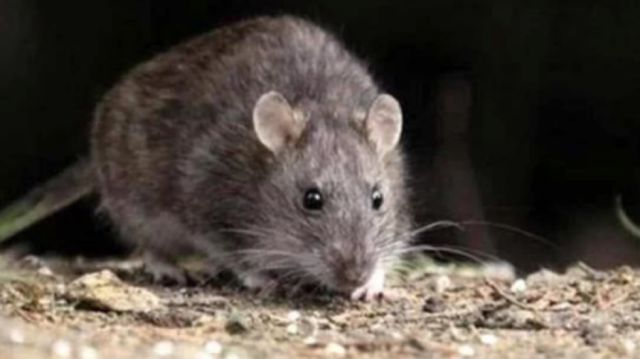 La leptospirosis cobra una vida en Bermejo y hay 6 personas contagiadas 