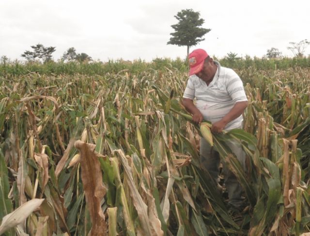 Maíz, trigo y papa, semillas que certifica el Iniaf Tarija 