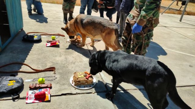 Iris y Wizar, los perros que  frenan a los narcos en Tarija 