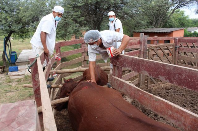 Entregan autorización sanitaria para construcción de matadero en Villamontes