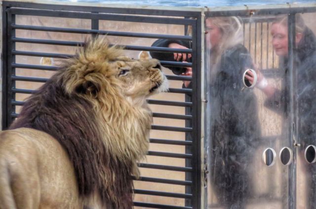 Un "zoológico inverso" encierra a los visitantes en una jaula y los leones caminan alrededor