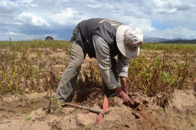 Créditos SIBOLIVIA llegaron a productores tarijeños con 4,7 millones