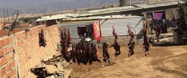 Pofoma descartó denuncia de biocidio en Monte Sud-Tarija