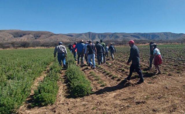 Prosol 2022 no contemplará castigos a comunidades campesinas