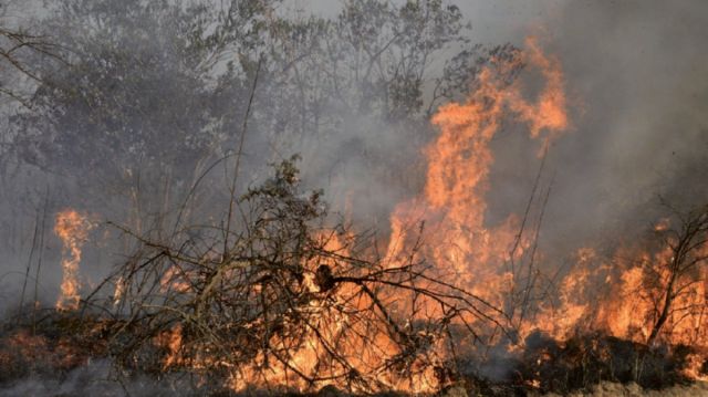 Incendios en Santa Cruz consumen 786.584 ha