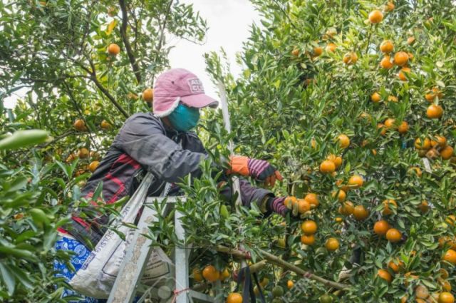 Sedag proyecta producir 400 mil plantas de cítricos