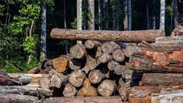 Comunaria denuncia tala de bosques en Choroquepiau – Entre Ríos