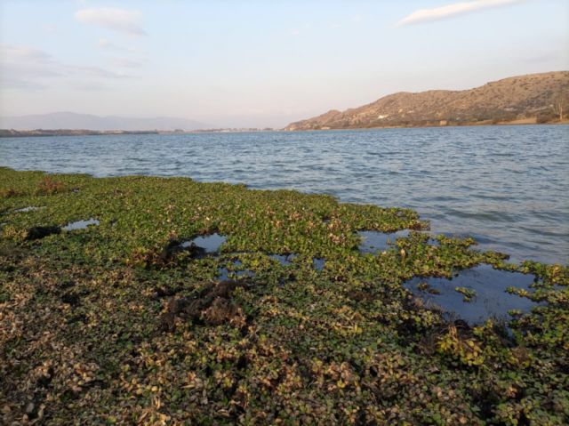 Productores reducen riego por bajo caudal en lago San Jacinto