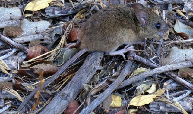 Bermejo registra 18 casos de leptospirosis y 2 de hantavirus