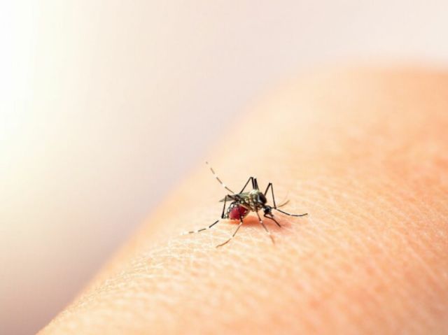 Dengue: 5% de las casas en Yacuiba tiene presencia del mosquito 