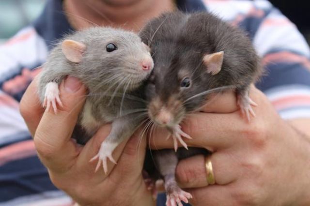 Luego de 10 años rebrota la leptospirosis en Tarija