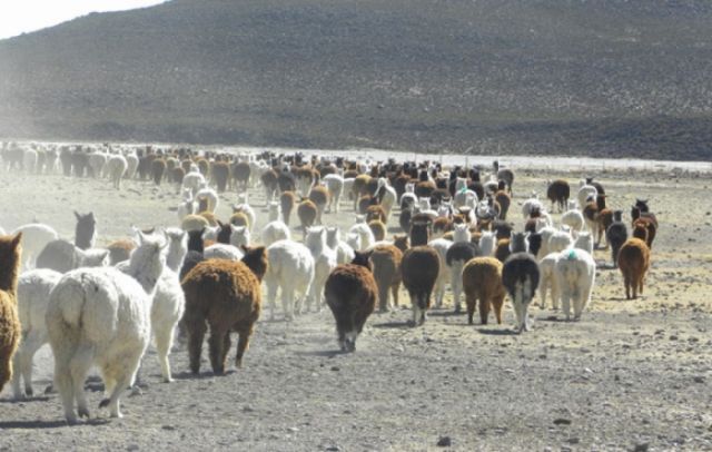 Registran mortandad de  ganado en Yunchará, falta forraje