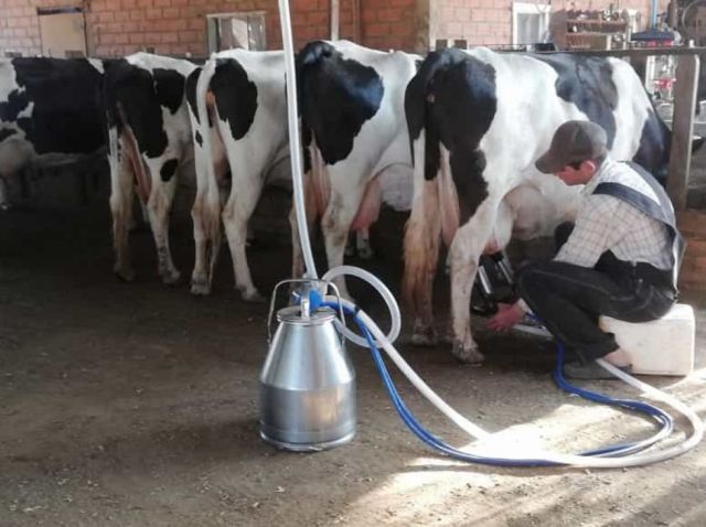 Ganaderos de Villa Montes  libres de brucelosis bovina