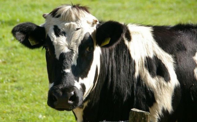 Detectan caso de enfermedad de 'las vacas locas' en Inglaterra