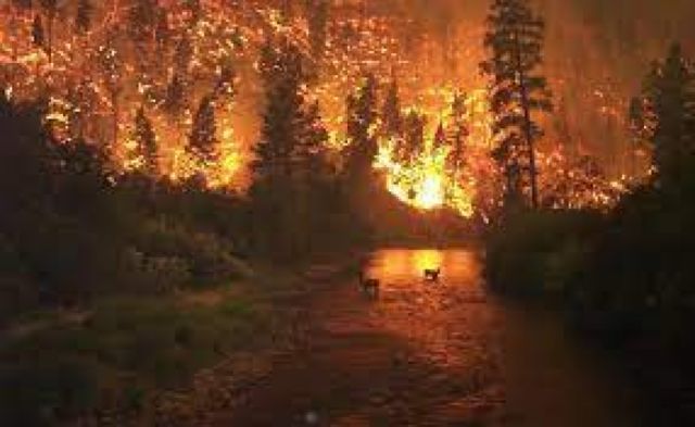 Incendios elevaron a niveles récord emisiones de CO2