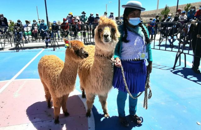 Buscarán darle valor agregado a la carne de llama en Tarija