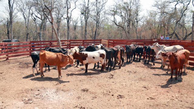 Tarija se acerca al medio millón de cabezas de ganado bovino en 2021