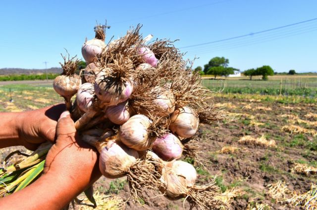 El Chaco experimenta la producción de ajo rosado 