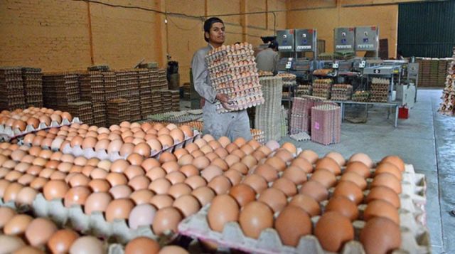 Hallan otros 6.000 huevos que entraron a Tarija de contrabando