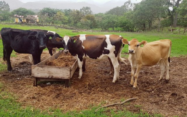 La mastitis afecta al 30% del ganado vacuno en Tarija