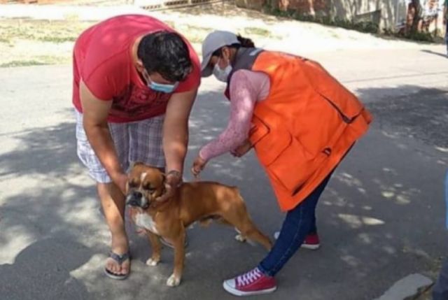 Baja vacunación contra la rabia canina desata alerta sanitaria en Tarija