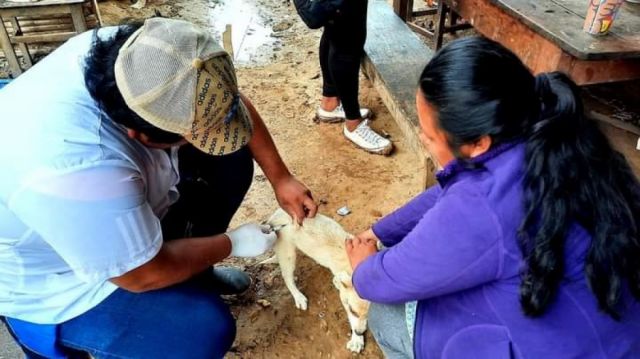 Jornada de vacunación antirrábica en Tarija alcanzó el 81,3% de cobertura